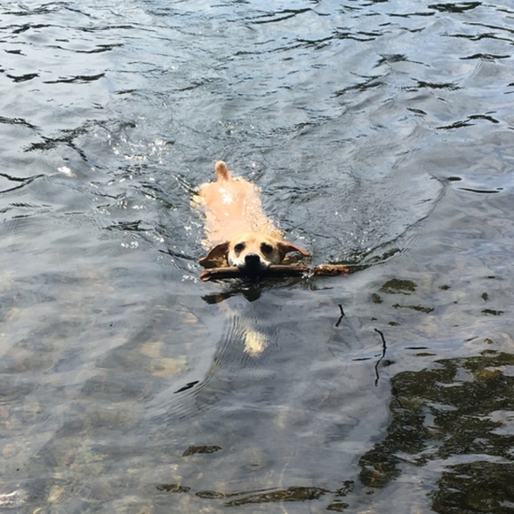 Peanut needs your help! Please offer like & share! - Picture 7 of 8